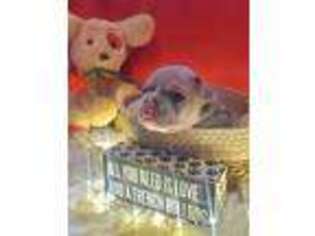 French Bulldog Puppy for sale in Charlevoix, MI, USA