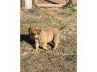 Bullmastiff Puppy for sale in Piedmont, OK, USA