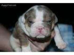 Bulldog Puppy for sale in Alburgh, VT, USA