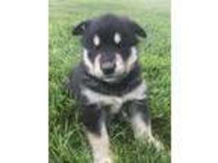 Alaskan Malamute Puppy for sale in Mayslick, KY, USA