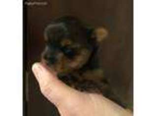 Yorkshire Terrier Puppy for sale in Florence, SC, USA