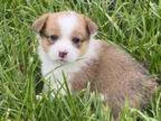Pembroke Welsh Corgi Puppy for sale in Limestone, TN, USA