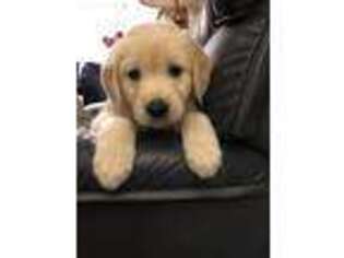 Golden Retriever Puppy for sale in Lapeer, MI, USA