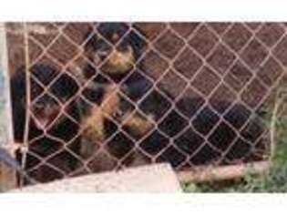 Rottweiler Puppy for sale in Wedowee, AL, USA