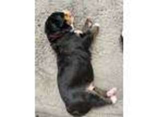 Bernese Mountain Dog Puppy for sale in Banner Elk, NC, USA