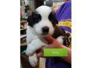 Saint Bernard Puppy for sale in New London, MN, USA