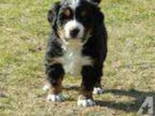 Bernese Mountain Dog Puppy for sale in SPOKANE, WA, USA