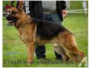 German Shepherd Dog Puppy for sale in CHAPEL HILL, NC, USA