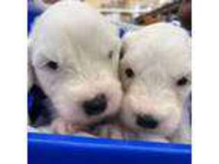 Old English Sheepdog Puppy for sale in Manville, NJ, USA