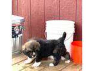 Tibetan Mastiff Puppy for sale in Sparta, NJ, USA