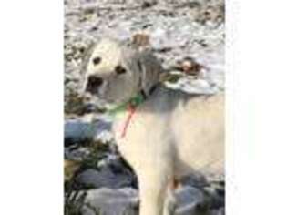 Labrador Retriever Puppy for sale in Perry, MI, USA