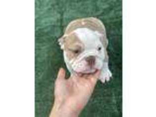 Bulldog Puppy for sale in Keyes, CA, USA