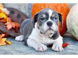 Olde English Bulldogge Puppy for sale in Anderson, MO, USA