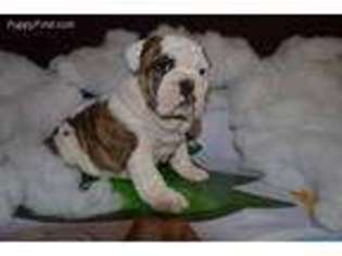 Bulldog Puppy for sale in Niangua, MO, USA