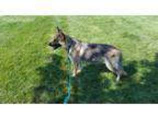 German Shepherd Dog Puppy for sale in Harlan, IN, USA