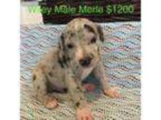 Great Dane Puppy for sale in Sioux Falls, SD, USA
