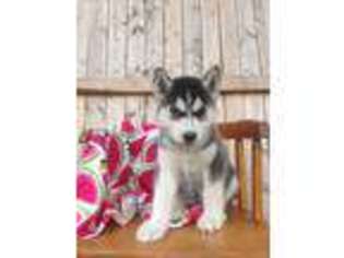 Siberian Husky Puppy for sale in Wilkes Barre, PA, USA