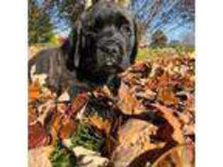 Mastiff Puppy for sale in New Park, PA, USA