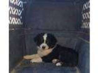 Miniature Australian Shepherd Puppy for sale in Los Angeles, CA, USA