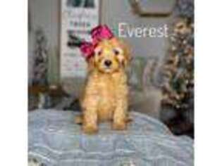 Goldendoodle Puppy for sale in Charlotte, NC, USA