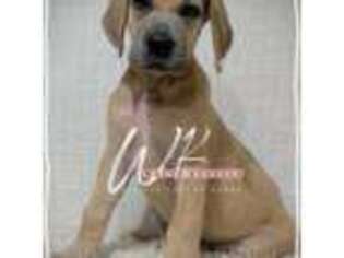 Great Dane Puppy for sale in Huntsville, TX, USA