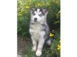 Siberian Husky Puppy for sale in New Springfield, OH, USA