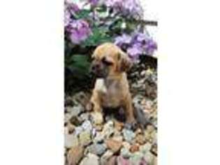 Puggle Puppy for sale in Wooster, OH, USA