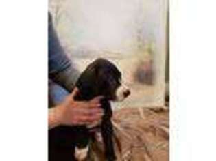 Great Dane Puppy for sale in Brush Prairie, WA, USA