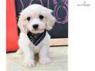 Havanese Puppy for sale in Saint George, UT, USA