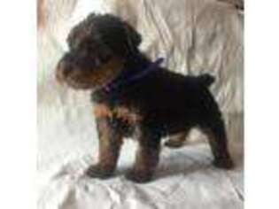 Airedale Terrier Puppy for sale in Mount Pleasant, MI, USA