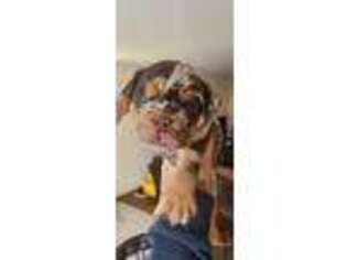 Bulldog Puppy for sale in Mchenry, IL, USA