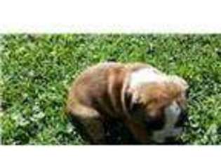 Olde English Bulldogge Puppy for sale in PETERSBURG, VA, USA