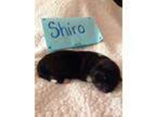 Akita Puppy for sale in MARYSVILLE, WA, USA