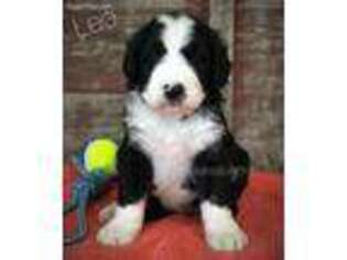 Mutt Puppy for sale in Milford, IN, USA