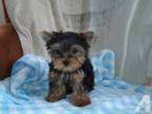 Yorkshire Terrier Puppy for sale in RICHLAND, WA, USA