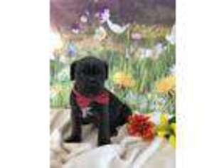 Cane Corso Puppy for sale in Arcola, IL, USA