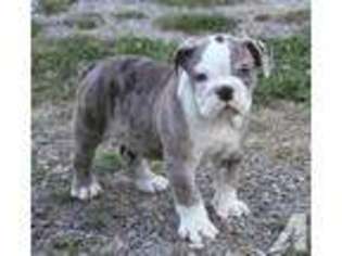 Olde English Bulldogge Puppy for sale in TENINO, WA, USA