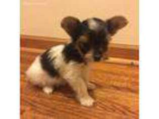 Yorkshire Terrier Puppy for sale in Sycamore, IL, USA