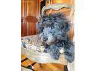 Goldendoodle Puppy for sale in Wisner, NE, USA