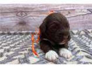 Portuguese Water Dog Puppy for sale in Saint Louis, MO, USA