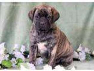 Mastiff Puppy for sale in Atglen, PA, USA