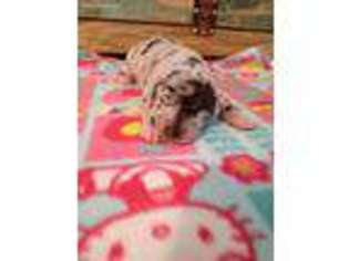 Great Dane Puppy for sale in Whitehouse, KY, USA