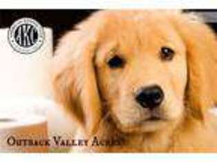 Golden Retriever Puppy for sale in Pittsburgh, PA, USA