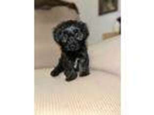 Havanese Puppy for sale in Butler, PA, USA