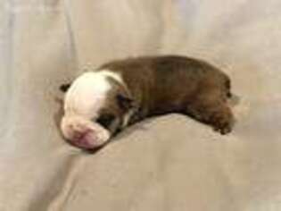 Bulldog Puppy for sale in Bloomfield, KY, USA