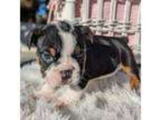 Bulldog Puppy for sale in Moreno Valley, CA, USA