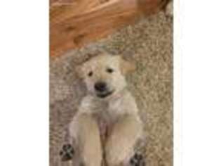 Golden Retriever Puppy for sale in Holyoke, CO, USA