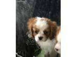 Cavalier King Charles Spaniel Puppy for sale in West Point, VA, USA