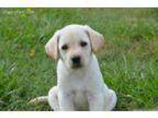 Labrador Retriever Puppy for sale in Detroit, MI, USA