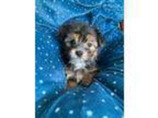 Mutt Puppy for sale in Wytheville, VA, USA